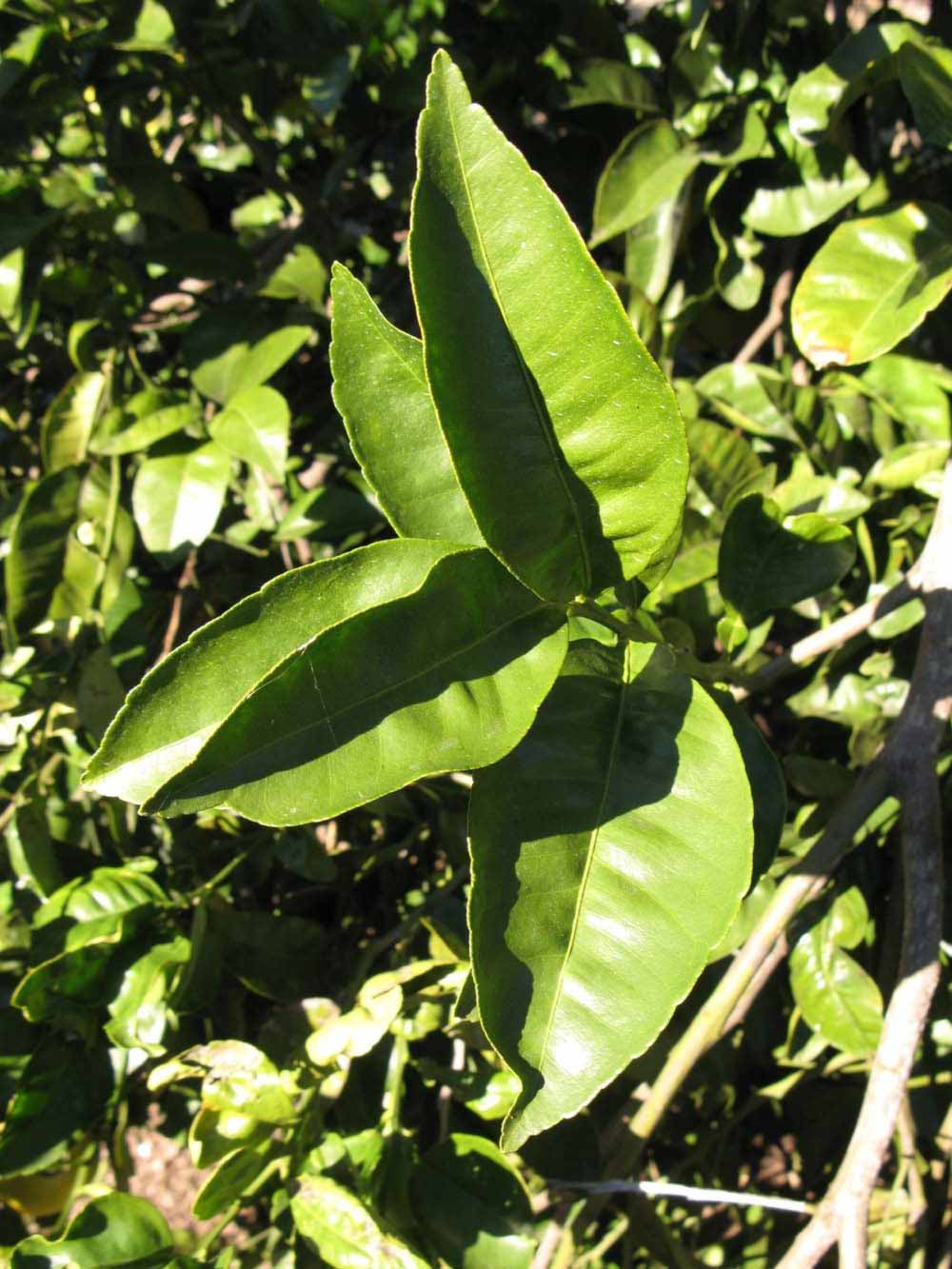            Sun leaves (Winter Haven, FL)   